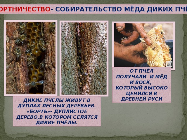 Презентация на тему бортничество в жизни средневековой руси