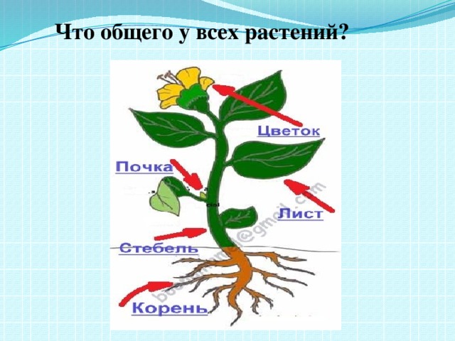 Что общего у разных растений презентация 1 класс школа россии