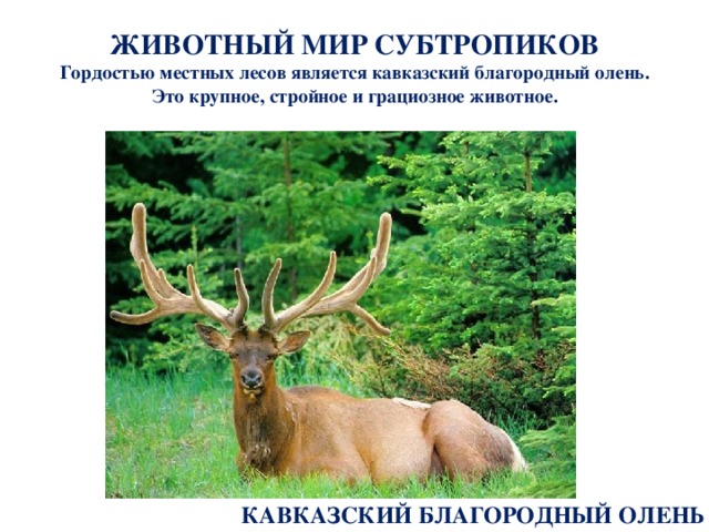 Что такое субтропики 4 класс кубановедение. Смотреть фото Что такое субтропики 4 класс кубановедение. Смотреть картинку Что такое субтропики 4 класс кубановедение. Картинка про Что такое субтропики 4 класс кубановедение. Фото Что такое субтропики 4 класс кубановедение