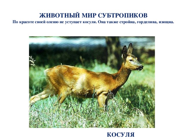 Что такое субтропики 4 класс кубановедение. Смотреть фото Что такое субтропики 4 класс кубановедение. Смотреть картинку Что такое субтропики 4 класс кубановедение. Картинка про Что такое субтропики 4 класс кубановедение. Фото Что такое субтропики 4 класс кубановедение