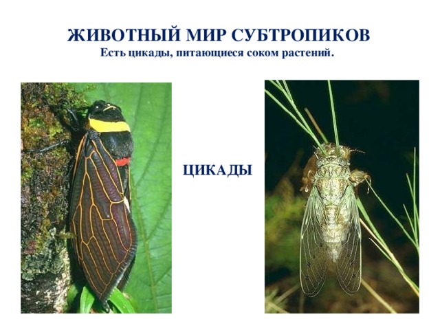 Что такое субтропики 4 класс кубановедение. Смотреть фото Что такое субтропики 4 класс кубановедение. Смотреть картинку Что такое субтропики 4 класс кубановедение. Картинка про Что такое субтропики 4 класс кубановедение. Фото Что такое субтропики 4 класс кубановедение