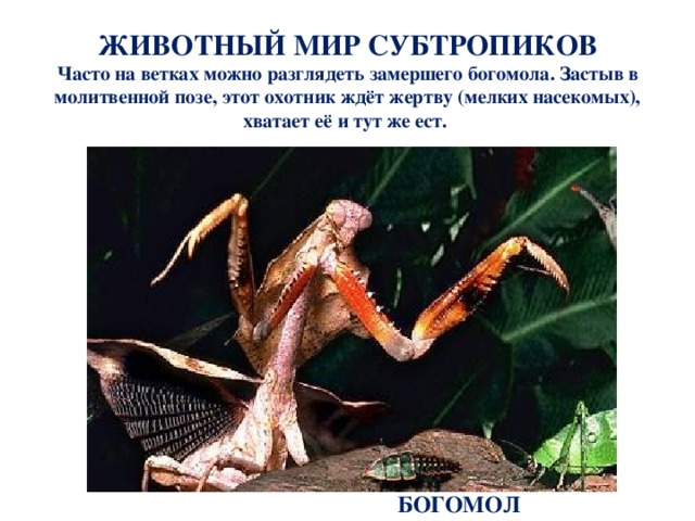 Что такое субтропики 4 класс кубановедение. Смотреть фото Что такое субтропики 4 класс кубановедение. Смотреть картинку Что такое субтропики 4 класс кубановедение. Картинка про Что такое субтропики 4 класс кубановедение. Фото Что такое субтропики 4 класс кубановедение