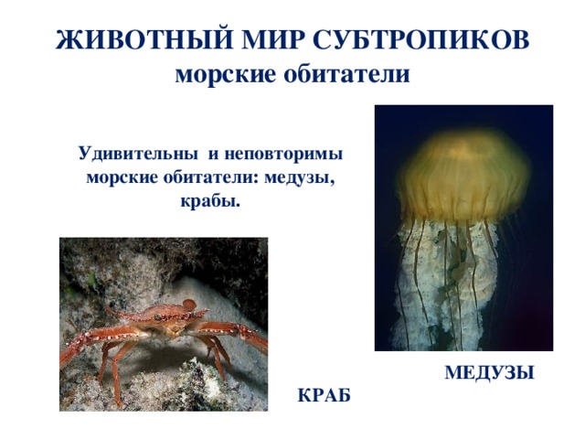 Что такое субтропики 4 класс кубановедение. Смотреть фото Что такое субтропики 4 класс кубановедение. Смотреть картинку Что такое субтропики 4 класс кубановедение. Картинка про Что такое субтропики 4 класс кубановедение. Фото Что такое субтропики 4 класс кубановедение