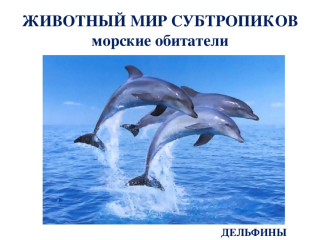 Что такое субтропики 4 класс кубановедение. Смотреть фото Что такое субтропики 4 класс кубановедение. Смотреть картинку Что такое субтропики 4 класс кубановедение. Картинка про Что такое субтропики 4 класс кубановедение. Фото Что такое субтропики 4 класс кубановедение