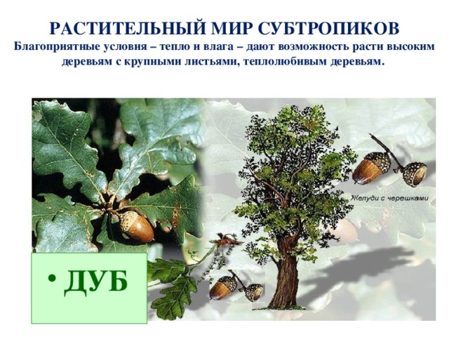 Что такое субтропики 4 класс кубановедение. Смотреть фото Что такое субтропики 4 класс кубановедение. Смотреть картинку Что такое субтропики 4 класс кубановедение. Картинка про Что такое субтропики 4 класс кубановедение. Фото Что такое субтропики 4 класс кубановедение