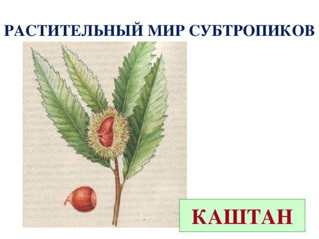 Что такое субтропики 4 класс кубановедение. Смотреть фото Что такое субтропики 4 класс кубановедение. Смотреть картинку Что такое субтропики 4 класс кубановедение. Картинка про Что такое субтропики 4 класс кубановедение. Фото Что такое субтропики 4 класс кубановедение