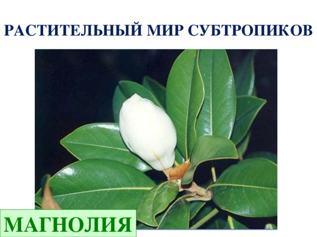 Что такое субтропики 4 класс кубановедение. Смотреть фото Что такое субтропики 4 класс кубановедение. Смотреть картинку Что такое субтропики 4 класс кубановедение. Картинка про Что такое субтропики 4 класс кубановедение. Фото Что такое субтропики 4 класс кубановедение