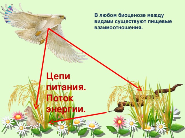 Поток энергии и пищевые цепи. Поток энергии и цепи питания. Энергия в пищевой цепи. Биология 7 класс цепи питания поток энергии.