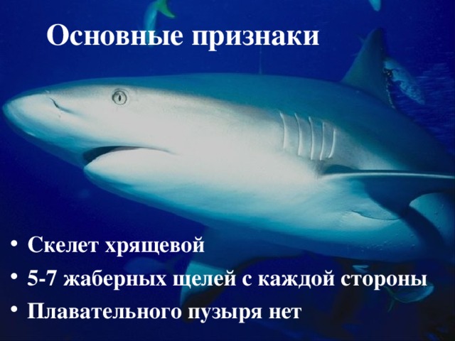Основные признаки Скелет хрящевой 5-7 жаберных щелей с каждой стороны Плавательного пузыря нет 