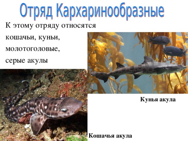 К этому отряду относятся кошачьи, куньи, молотоголовые, серые акулы Кунья акула Кошачья акула 