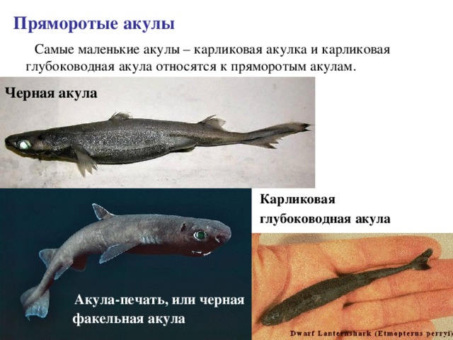 Пряморотые акулы  Самые маленькие акулы – карликовая акулка и карликовая глубоководная акула относятся к пряморотым акулам. Черная акула Карликовая глубоководная акула  Акула-печать, или черная факельная акула 