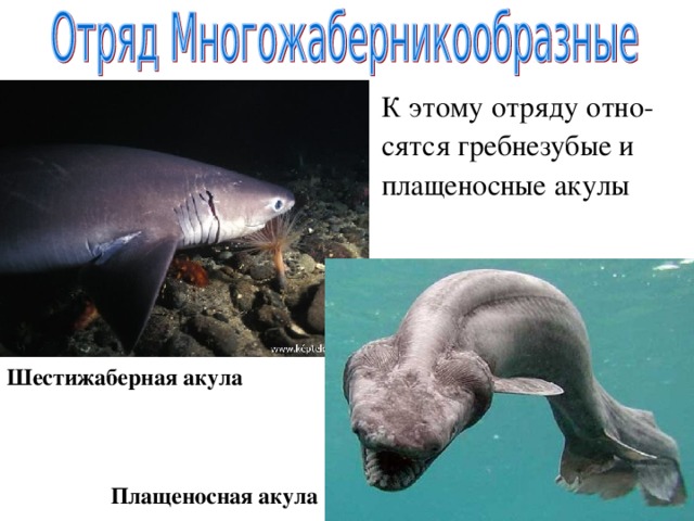 К этому отряду отно- сятся гребнезубые и плащеносные акулы Шестижаберная акула Плащеносная акула 