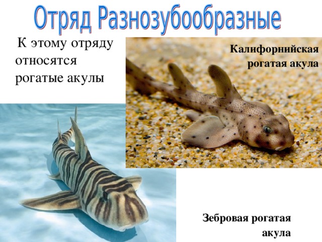  К этому отряду относятся рогатые акулы Калифорнийская рогатая акула Зебровая рогатая акула 