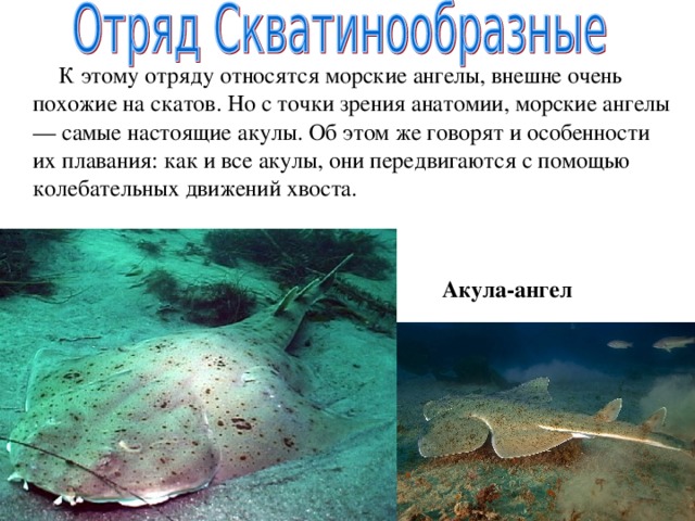 Форма тела торпедообразная представители. Морской ангел акула. Морской ангел строение. Скат морской ангел. Скватинообразные акулы.