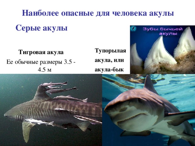 Тигровая акула опасна для человека. Лпасная для ЧЕЛОВЕКААКУЛА. Наиболее опасные акулы для человека. Тупорылая акула Размеры.