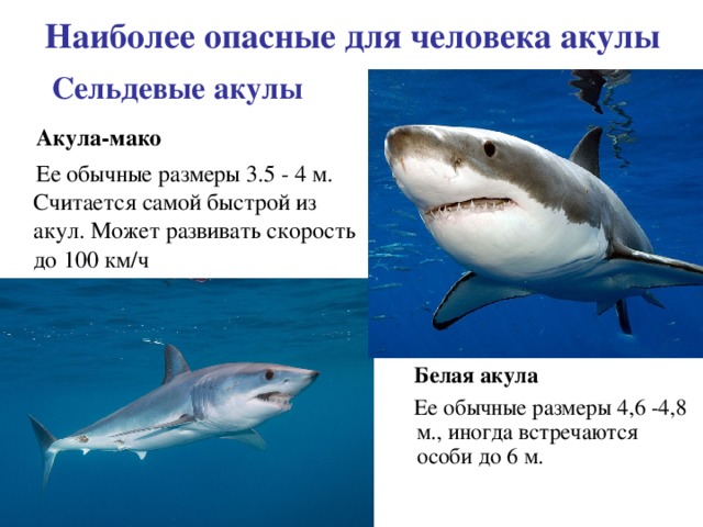 Наиболее опасные для человека акулы Сельдевые акулы  Акула-мако  Ее обычные размеры 3.5 - 4 м. Считается самой быстрой из акул. Может развивать скорость до 100 км/ч  Белая акула  Ее обычные размеры 4,6 -4,8 м., иногда встречаются особи до 6 м. 