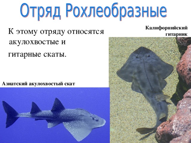 Калифорнийский гитарник  К этому отряду относятся акулохвостые и  гитарные скаты. Азиатский акулохвостый скат 