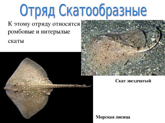  К этому отряду относятся ромбовые и нитерылые  скаты Скат звездчатый Морская лисица 
