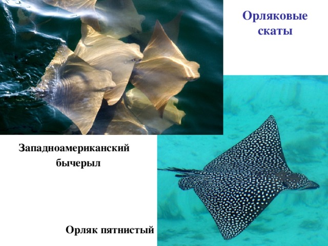 Орляковые скаты Западноамериканский бычерыл  Орляк пятнистый 