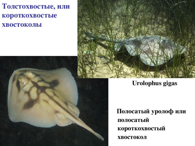Толстохвостые, или короткохвостые хвостоколы  Urolophus gigas  Полосатый уролоф или полосатый короткохвостый хвостокол 