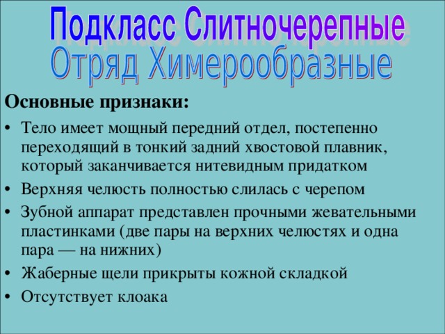 Основные признаки: Тело имеет мощный передний отдел, постепенно переходящий в тонкий задний хвостовой плавник, который заканчивается нитевидным придатком Верхняя челюсть полностью слилась с черепом Зубной аппарат представлен прочными жевательными пластинками (две пары на верхних челюстях и одна пара — на нижних) Жаберные щели прикрыты кожной складкой Отсутствует клоака  