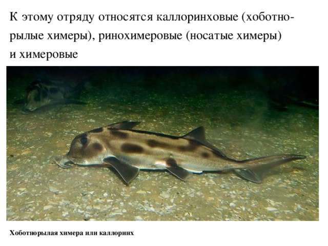 К этому отряду относятся каллоринховые (хоботно- рылые химеры), ринохимеровые (носатые химеры) и химеровые Хоботнорылая химера или каллоринх 