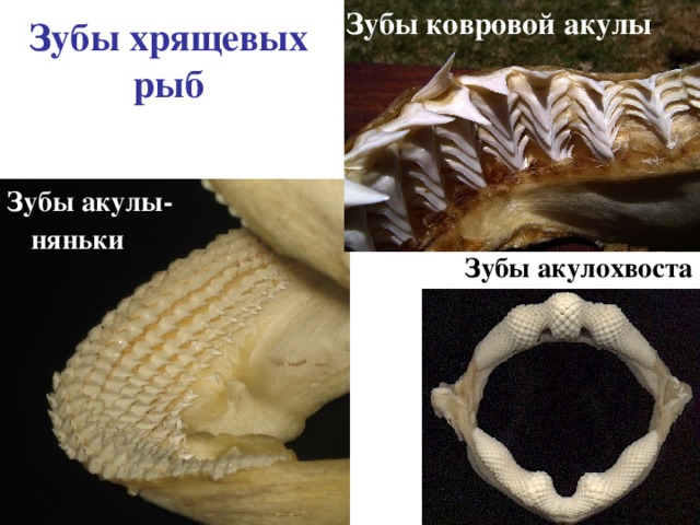 Зубы ковровой акулы Зубы хрящевых рыб Зубы акулы-няньки Зубы акулохвоста 