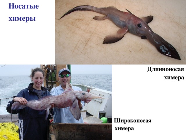 Носатые химеры Длинноносая химера  Широконосая химера 