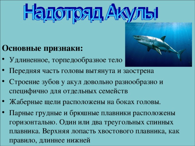 Отряд Акулы Основные признаки: Удлиненное, торпедообразное тело Передняя часть головы вытянута и заострена Строение зубов у акул довольно разнообразно и специфично для отдельных семейств Жаберные щели расположены на боках головы. Парные грудные и брюшные плавники расположены горизонтально. Один или два треугольных спинных плавника. Верхняя лопасть хвостового плавника, как правило, длиннее нижней  