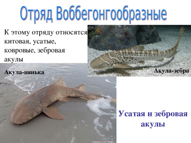 К этому отряду относятся китовая, усатые, ковровые, зебровая акулы Акула-зебра Акула-нянька Усатая и зебровая акулы 