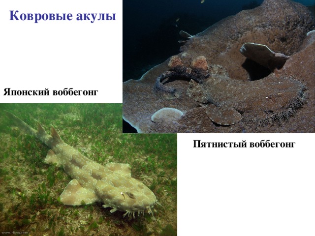 Ковровые акулы Японский воббегонг Пятнистый воббегонг 