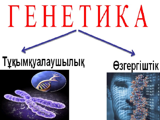 Тұқымқуалаушылық пен өзгергіштік заңдылықтары презентация