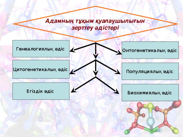 Презентация адам генетикасы