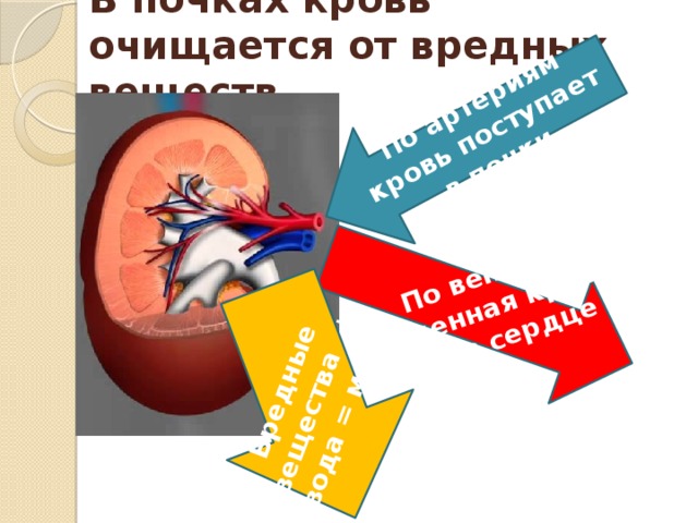 Выделительная система. Почки.. Презентация к уроку биологии.