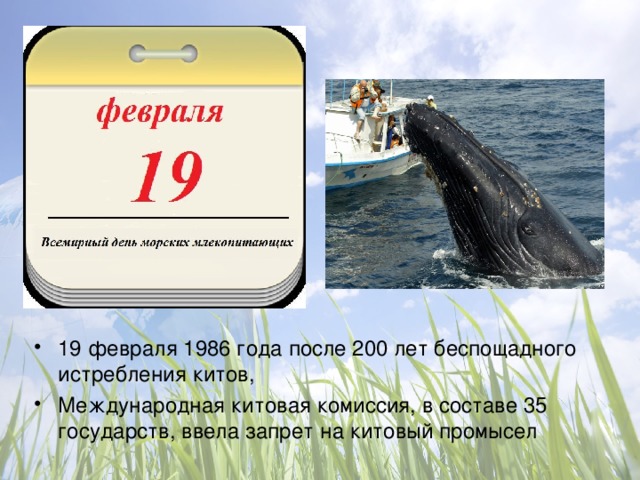 Какие праздники 19 февраля 2024. 19 Февраля Дата. Всемирный день китов 19 февраля. Всемирный день морских млекопитающих. Всемирный день морских млекопитающих 19 февраля.
