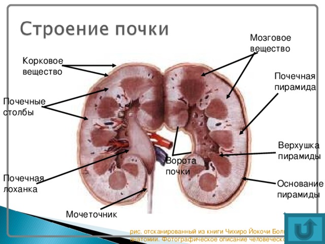 Какие почки у млекопитающих. Пирамидки мозгового вещества почки. Строение коркового и мозгового вещества почки анатомия. Корковое и мозговое вещество почки.