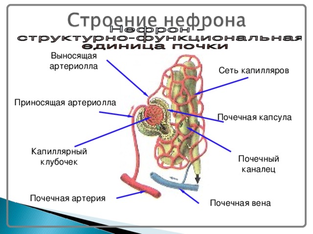 Выносящая артериолла Сеть капилляров Приносящая артериолла Почечная капсула Капиллярный клубочек Почечный каналец Почечная артерия Почечная вена 