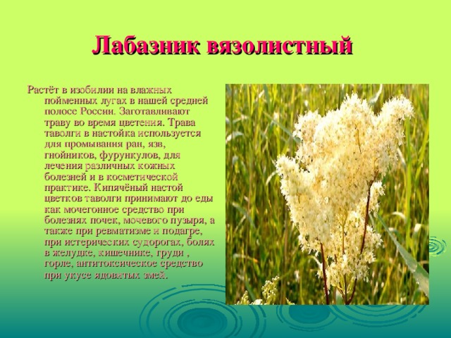 Таволга трава инструкция по применению фото