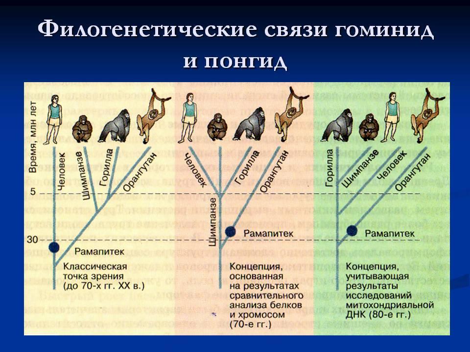 Происхождение животных схема - 83 фото