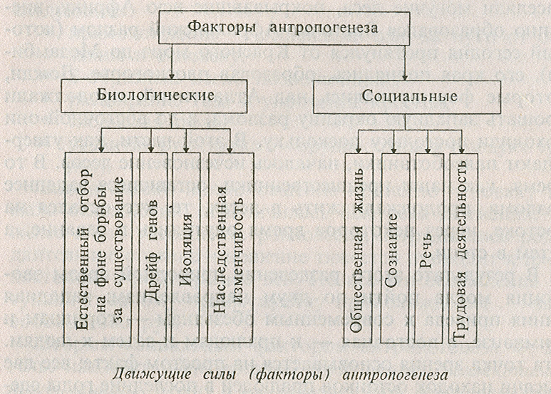 Факторы эволюции человека