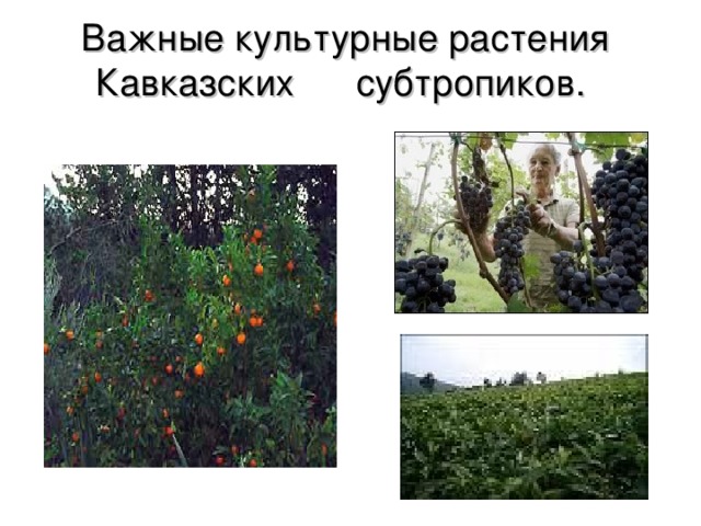 Важные культурные растения Кавказских субтропиков. Мандарины виноград  чайные кусты  