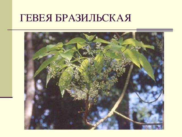 ГЕВЕЯ БРАЗИЛЬСКАЯ 