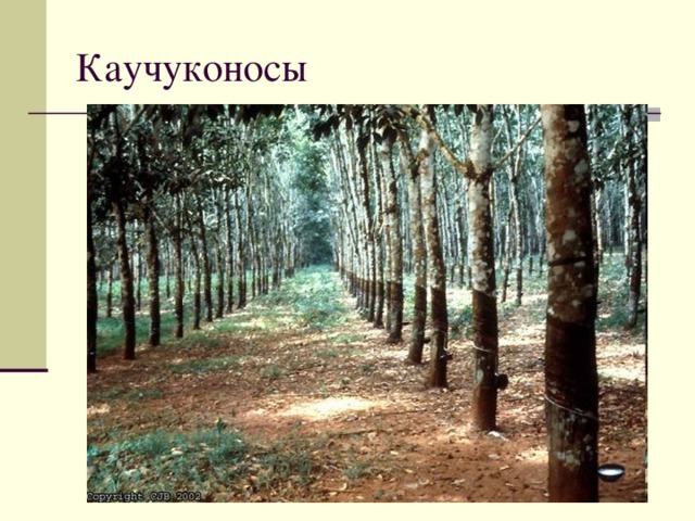 Каучуконосы 