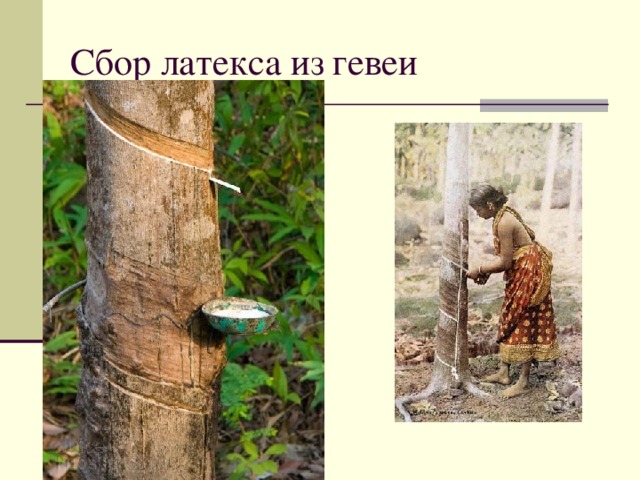 Сбор латекса из гевеи 