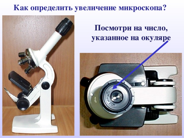 Как определить увеличение микроскопа? Посмотри на число, указанное на окуляре 