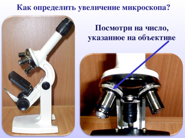 Как определить увеличение микроскопа? Посмотри на число, указанное на объективе 