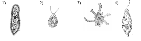 Морская звезда половое размножение. На рисунке изображено простейшее. На каком рисунке изображено простейшее животное. На каком рисунке изображено простейшее животное 5 класс ответы. На рисунке изображено простейшее. Оно.