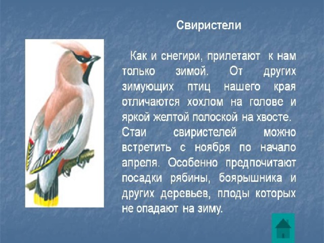 Когда прилетают снегири на урал. Птицы Южного Урала презентация. Птицы которые зимуют на Южном Урале. Зимующие птицы Урала презентация. Птицы Южного Урала Челябинской области.