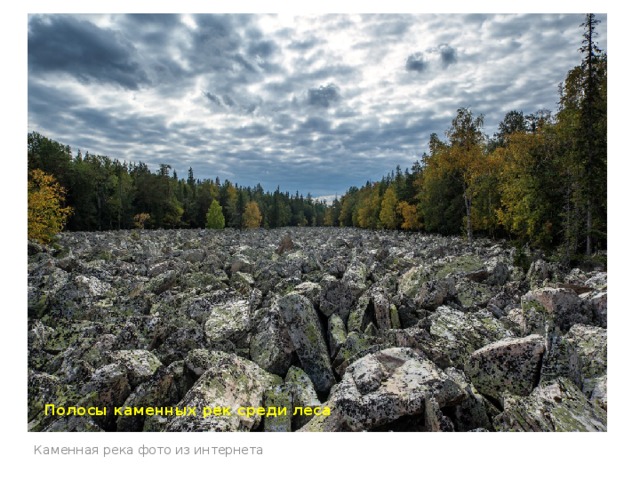 Полосы каменных рек среди леса Каменная река фото из интернета