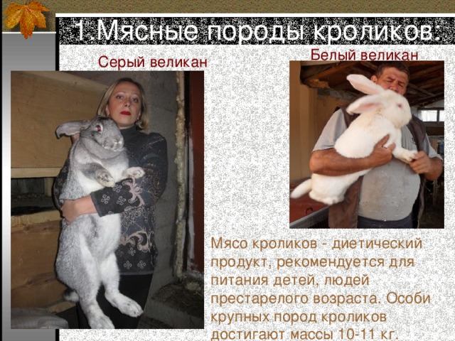 Кролики мясных пород описание и фотографии "Зайцеобразные". Презентация к уроку биологии.